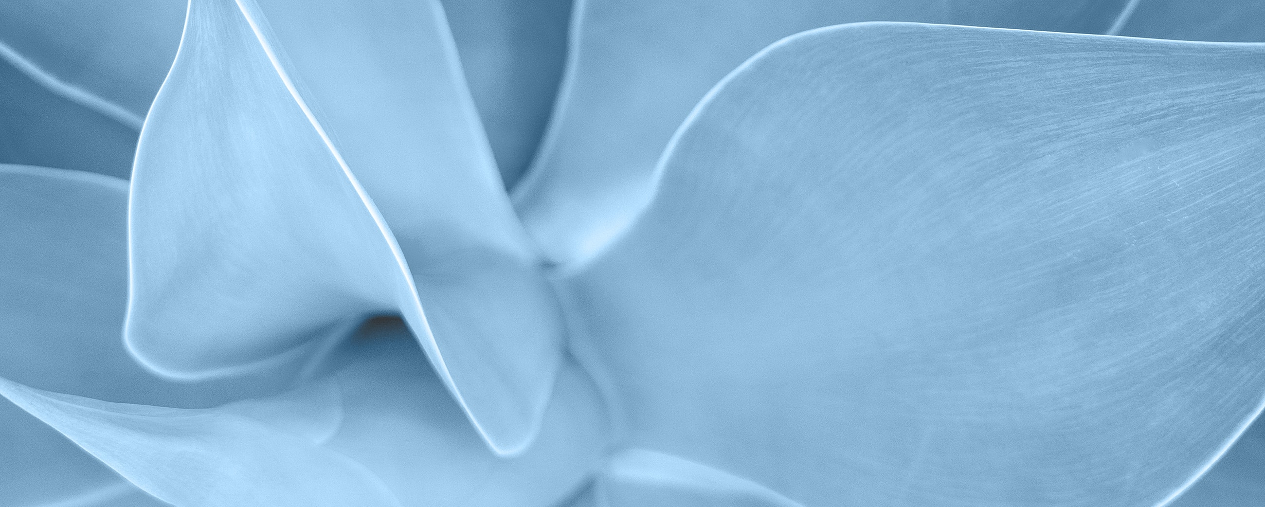 Blue abstract close-up of plant leaves.